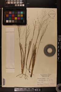 Eragrostis elliottii image