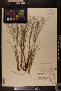 Eragrostis elliottii image