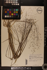 Eragrostis elliottii image