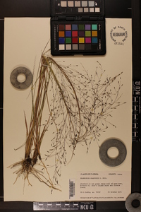 Eragrostis elliottii image