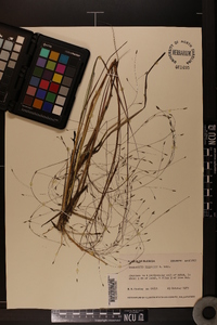 Eragrostis elliottii image