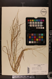 Eragrostis elliottii image