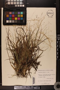 Eragrostis elliottii image