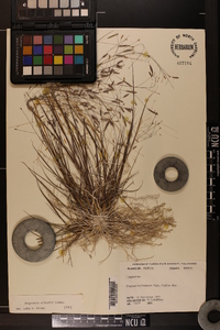 Eragrostis elliottii image