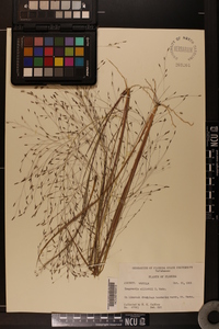 Eragrostis elliottii image