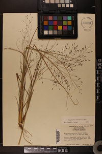 Eragrostis elliottii image