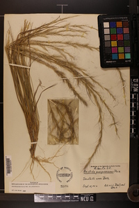 Aristida purpurascens image