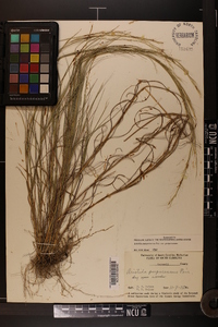 Aristida purpurascens image