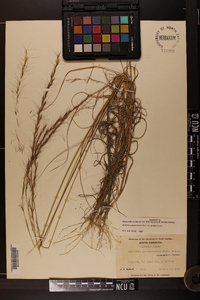 Aristida purpurascens var. purpurascens image