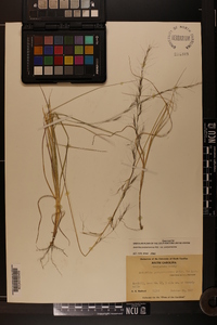 Aristida purpurascens var. purpurascens image