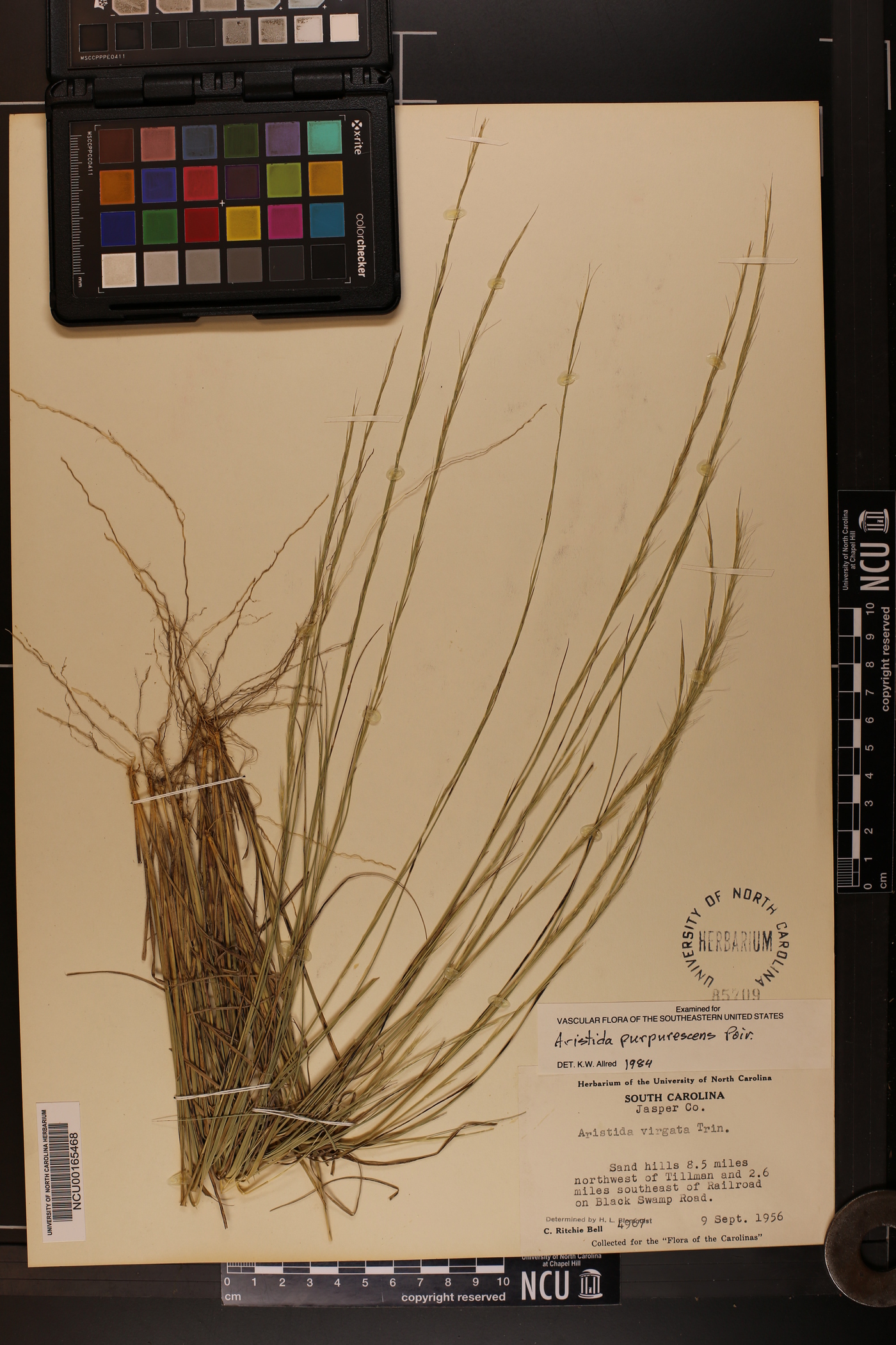 Aristida purpurascens var. purpurascens image