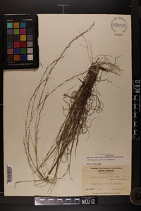 Aristida purpurascens var. purpurascens image