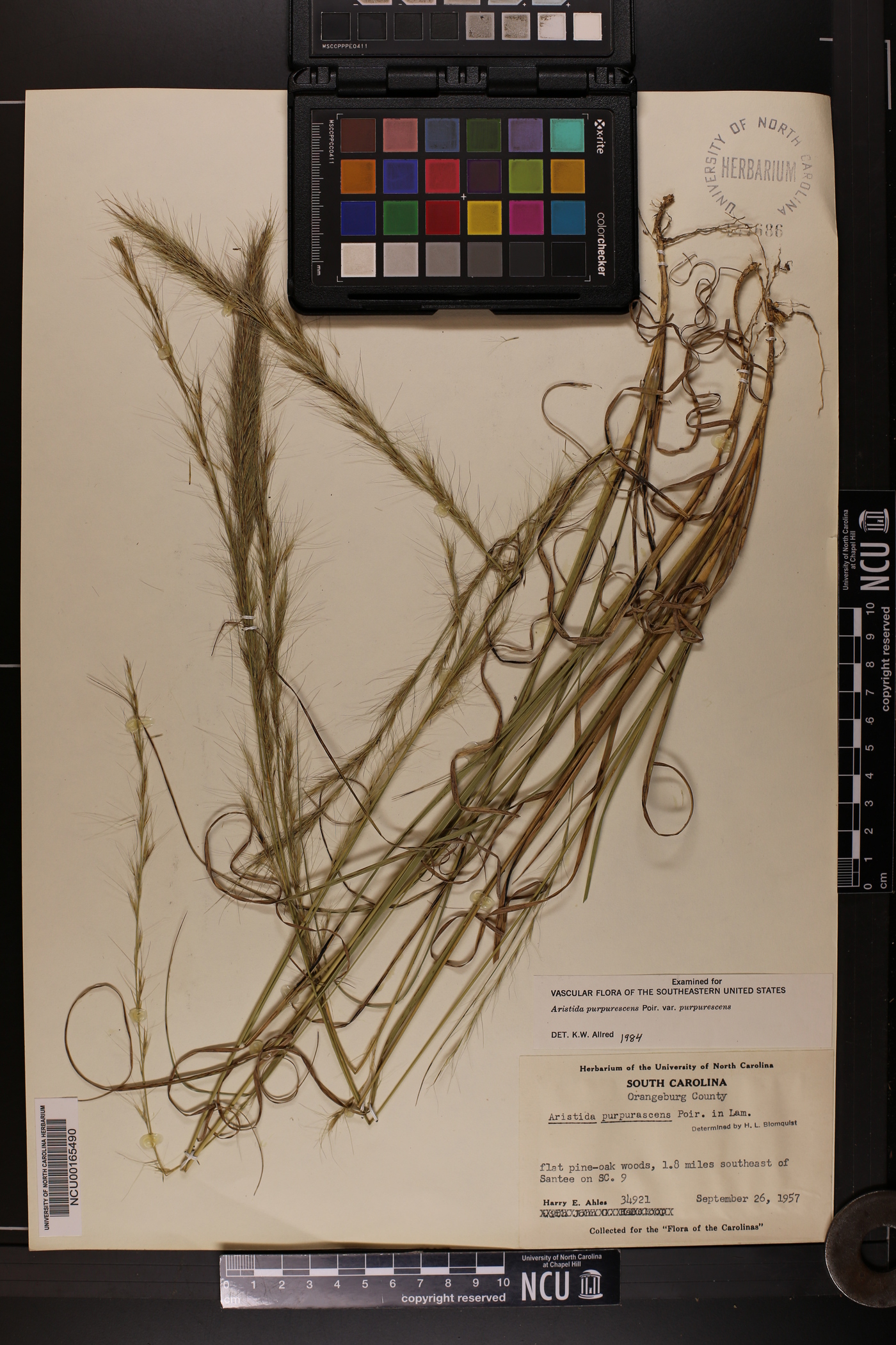 Aristida purpurascens var. purpurascens image