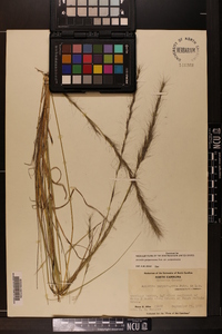 Aristida purpurascens image