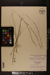Aristida purpurascens var. purpurascens image
