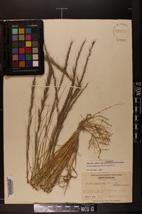 Aristida purpurascens var. purpurascens image