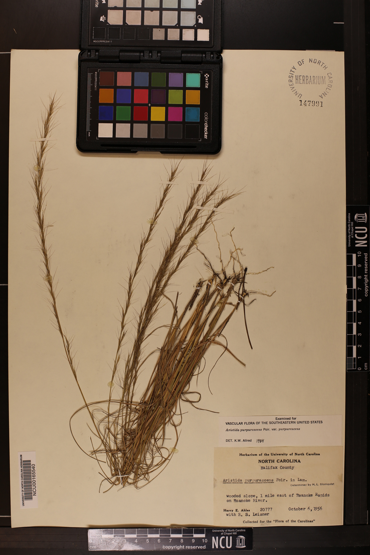 Aristida purpurascens var. purpurascens image