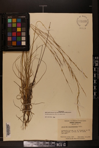 Aristida purpurascens image