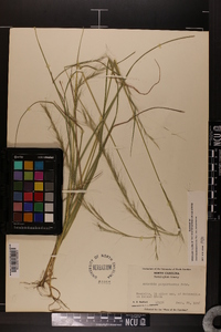 Aristida purpurascens image