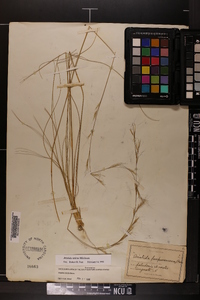 Aristida stricta image