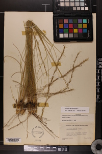 Aristida stricta image