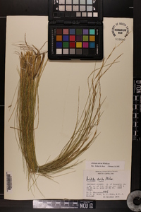 Aristida stricta image