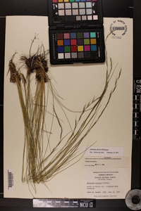 Aristida stricta image