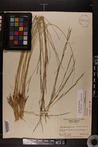 Aristida stricta image