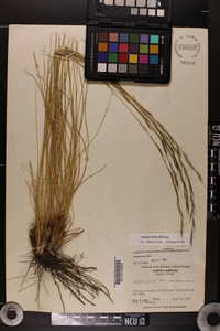 Aristida stricta image