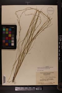 Aristida virgata image