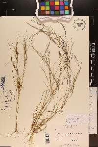 Aristida basiramea image