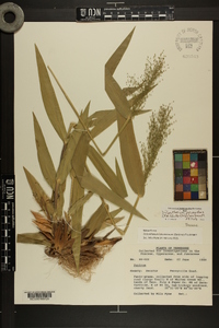 Dichanthelium polyanthes image