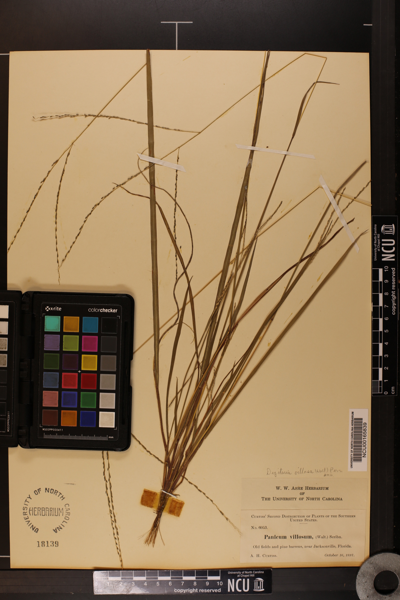 Digitaria villosa image