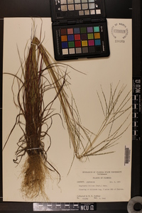 Digitaria villosa image