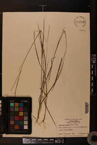 Digitaria villosa image