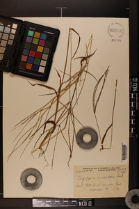 Digitaria violascens image