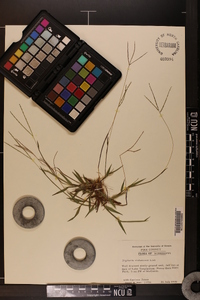 Digitaria violascens image