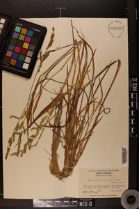 Echinochloa colona image