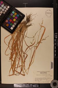 Echinochloa colona image