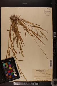 Echinochloa colona image