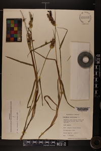 Cenchrus echinatus image