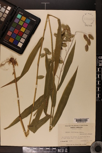 Chasmanthium latifolium image