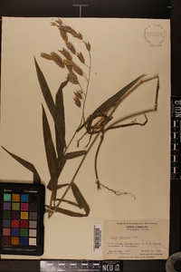 Chasmanthium latifolium image