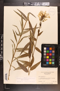 Phlox glaberrima image