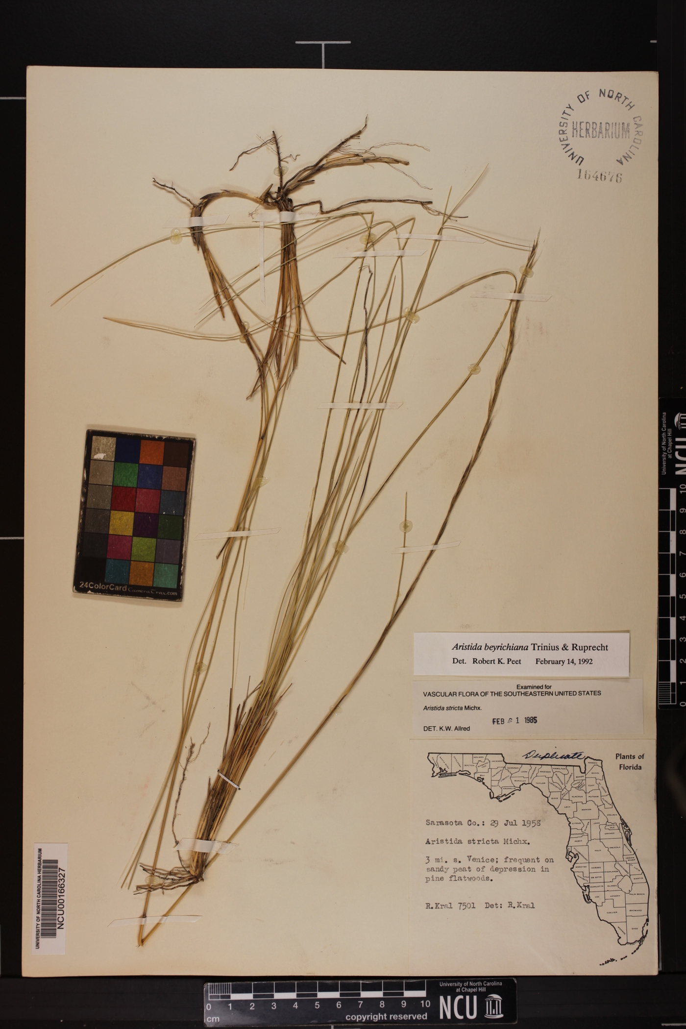Aristida beyrichiana image