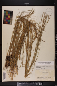 Aristida beyrichiana image