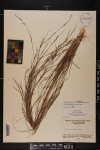 Aristida dichotoma image