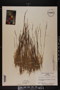 Aristida dichotoma image