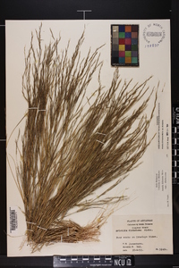 Aristida dichotoma image