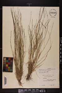 Aristida dichotoma image